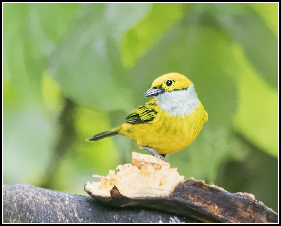 Silver-throated Tanager ecuador birding tour