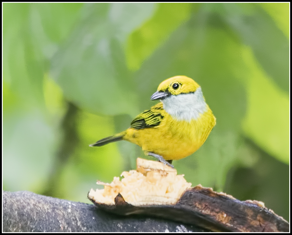 ecuador birding tour