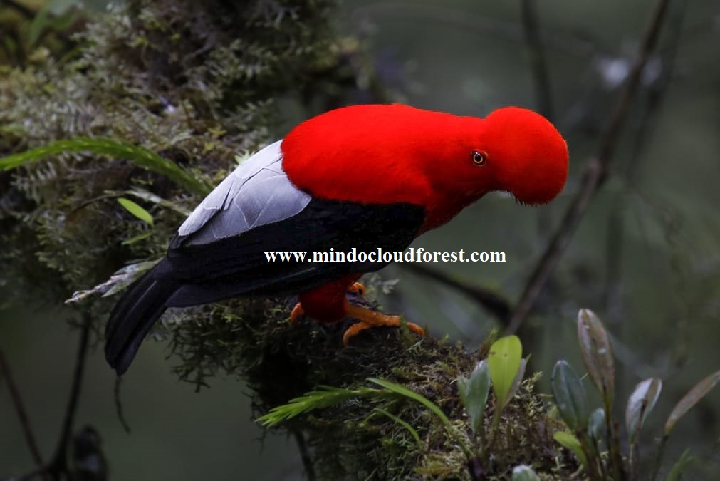 ecuador birding tour