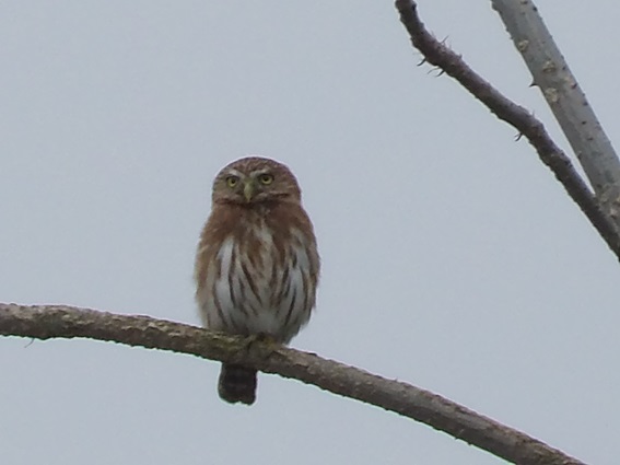 ecuador birding tour