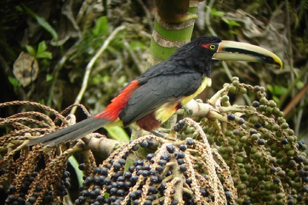 ecuador birding tour