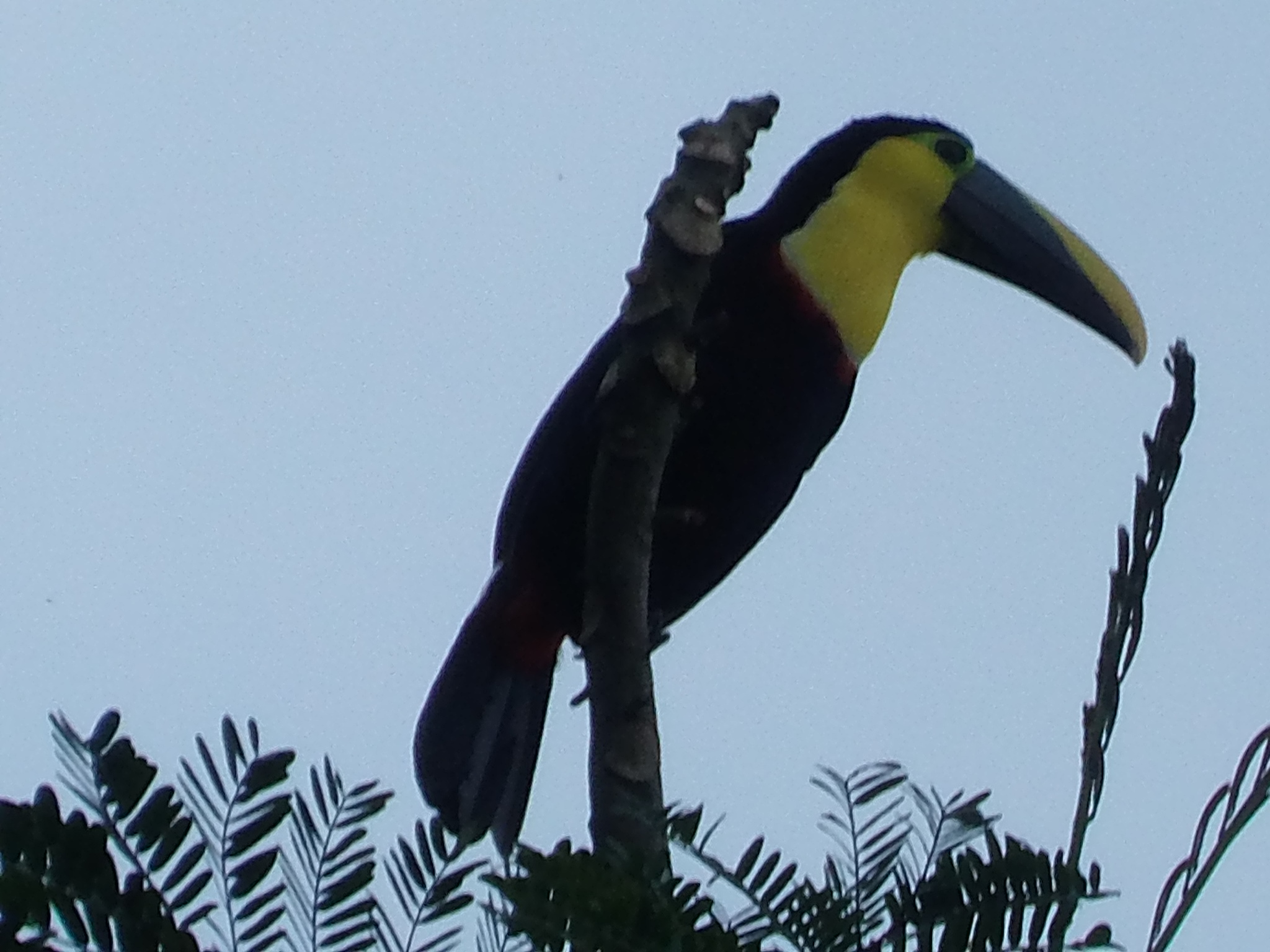 ecuador birding tour