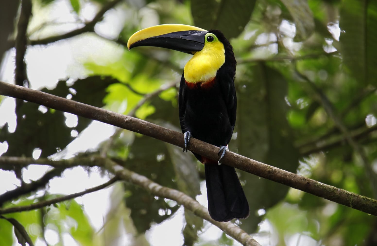 ecuador birding tour