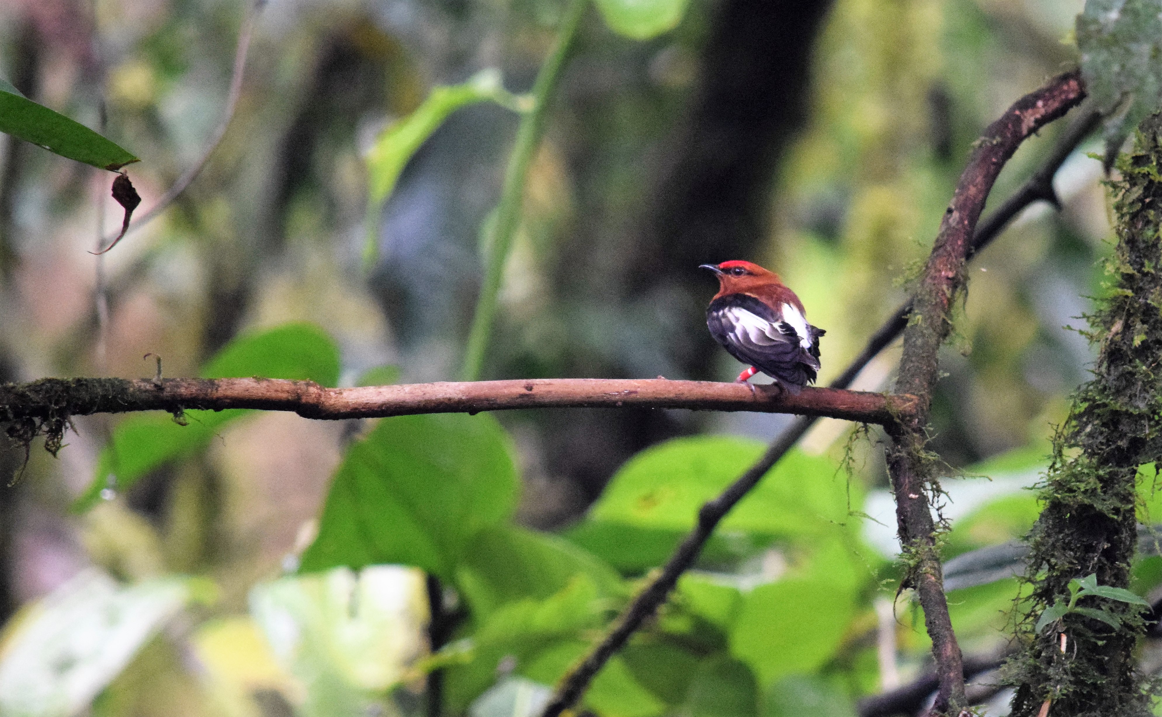 club winged manakin in ecuador club winged manakin in ecuador