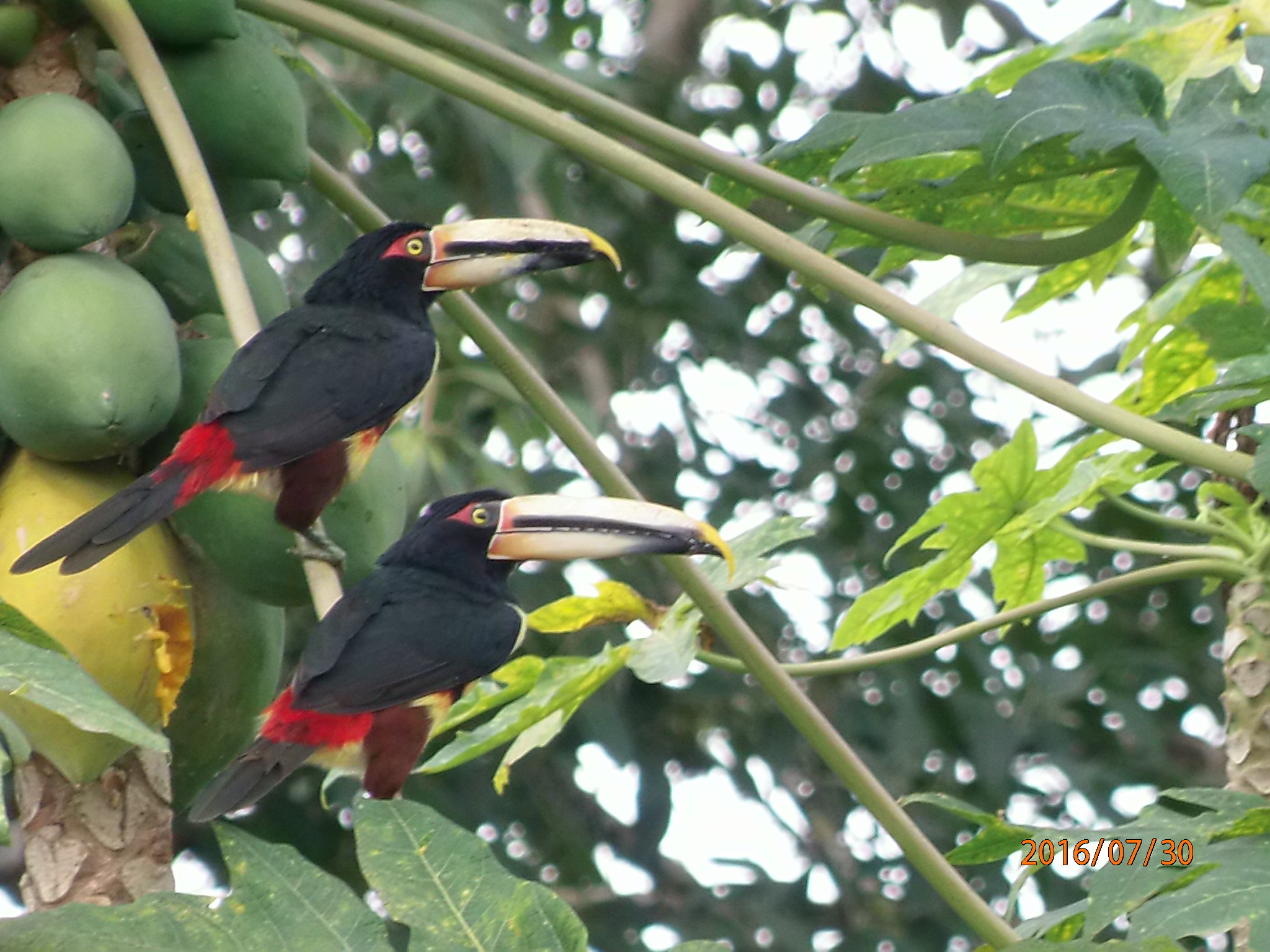 collared aracari ecuador