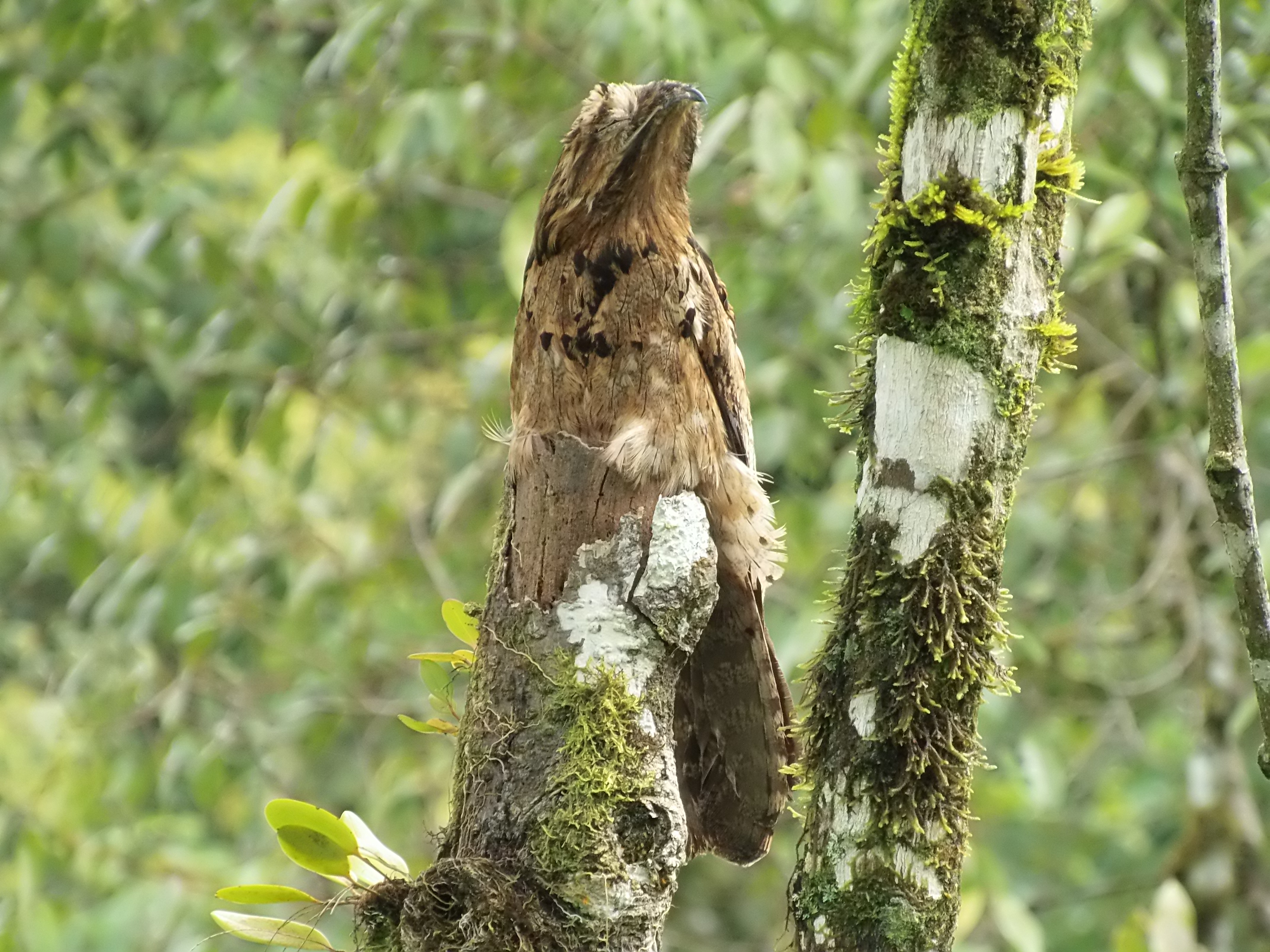 common potoo in ecuado