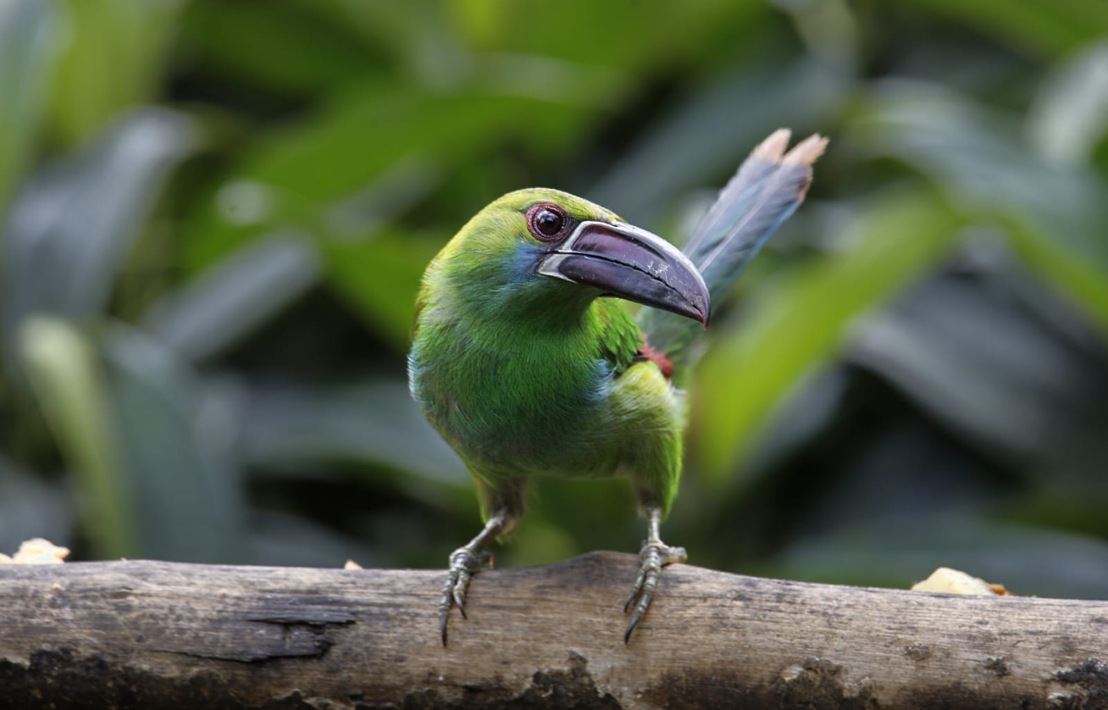 crimson rumped toucanet