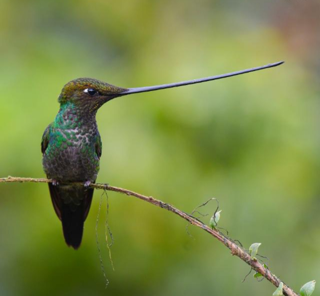 ecuador birding tour