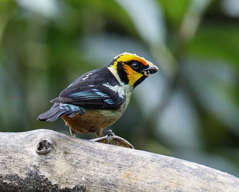 flame face tanager ecuador birding tour