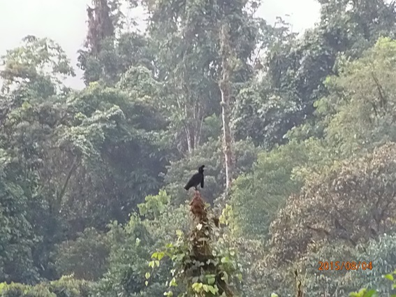 long wattled umbrella bird ecuador birding tour