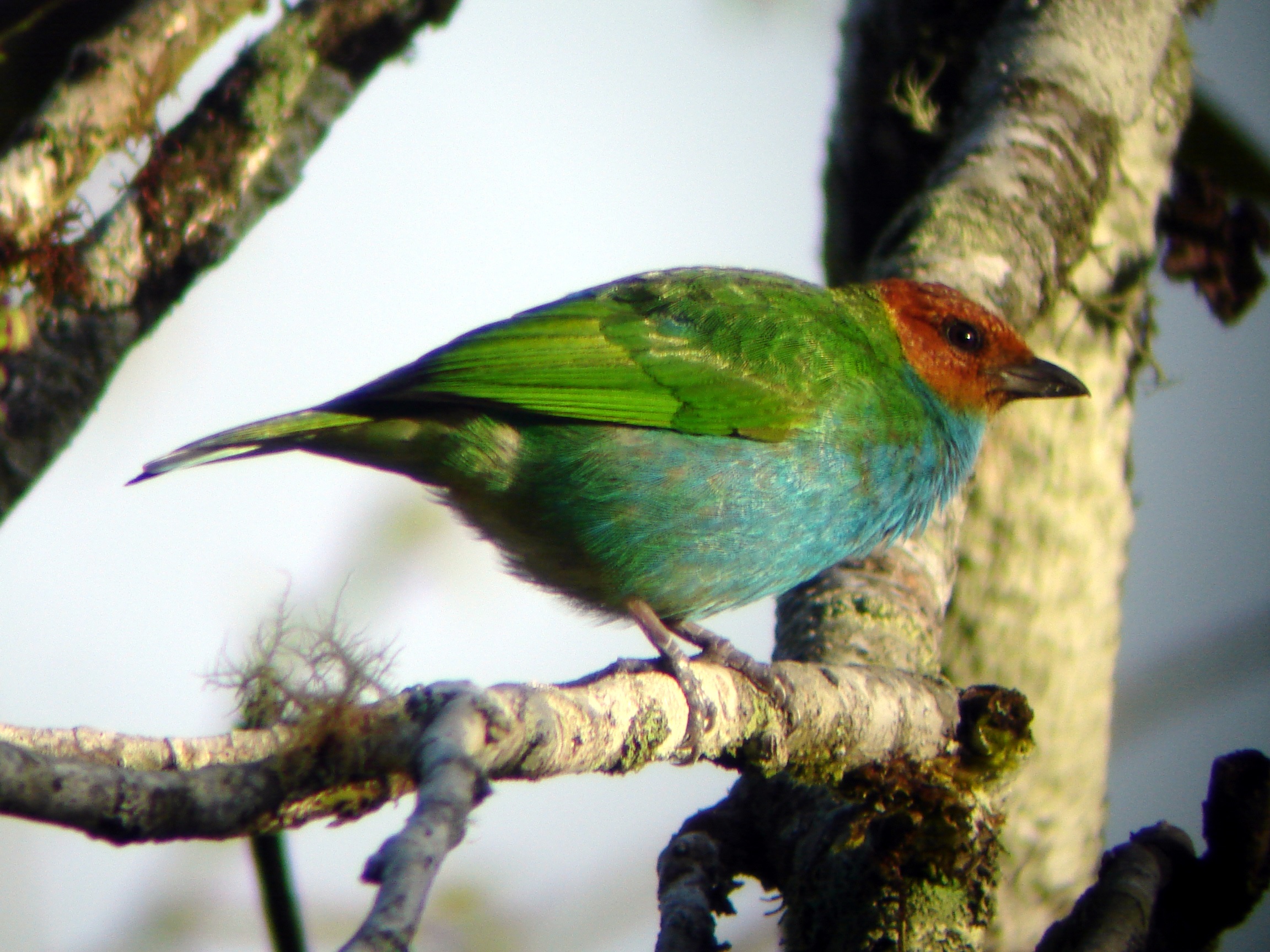 mindo bird tour ecuador birding tour