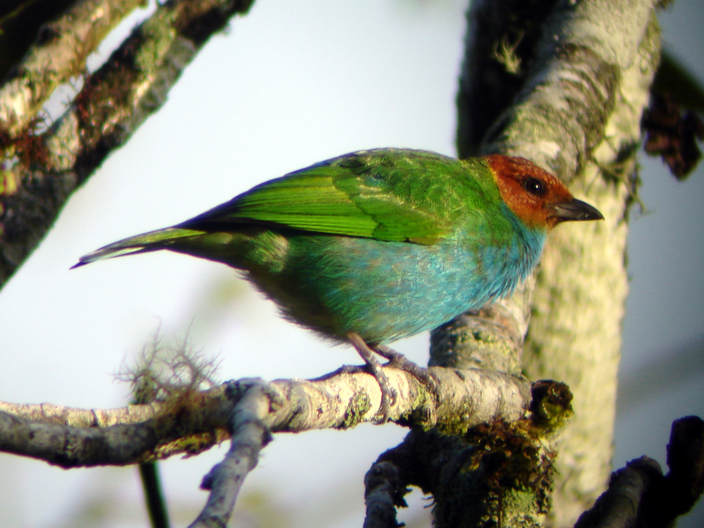 ecuador birding tour