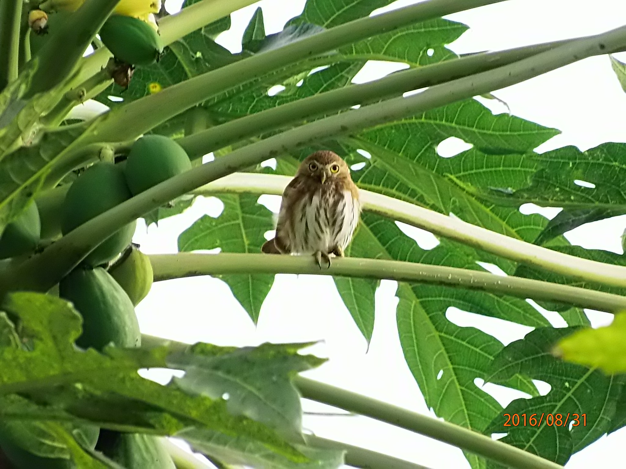 ecudor birding tour