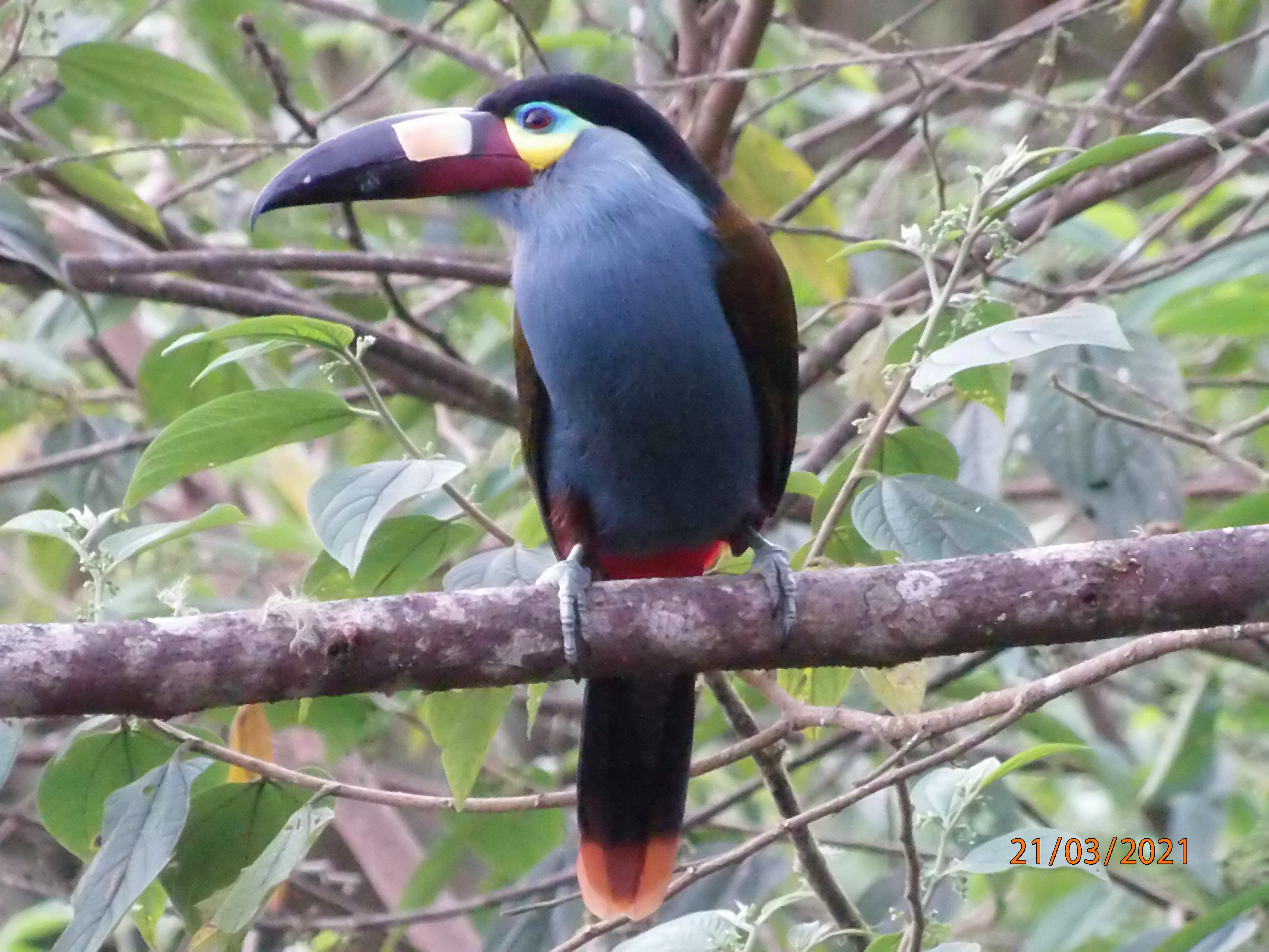 plate billed mountain toucan ecuador