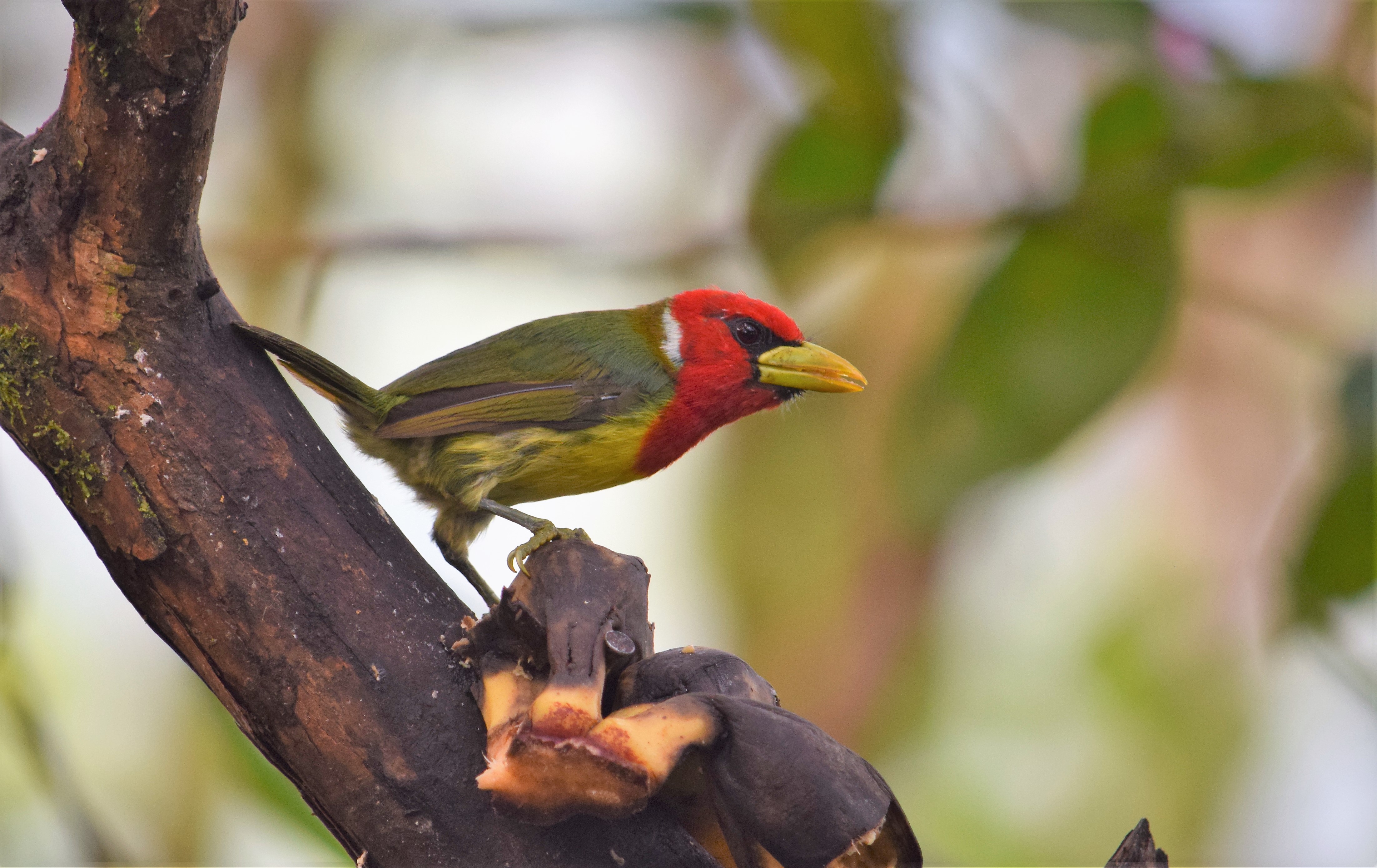 red headed barbet ecuador birding tour