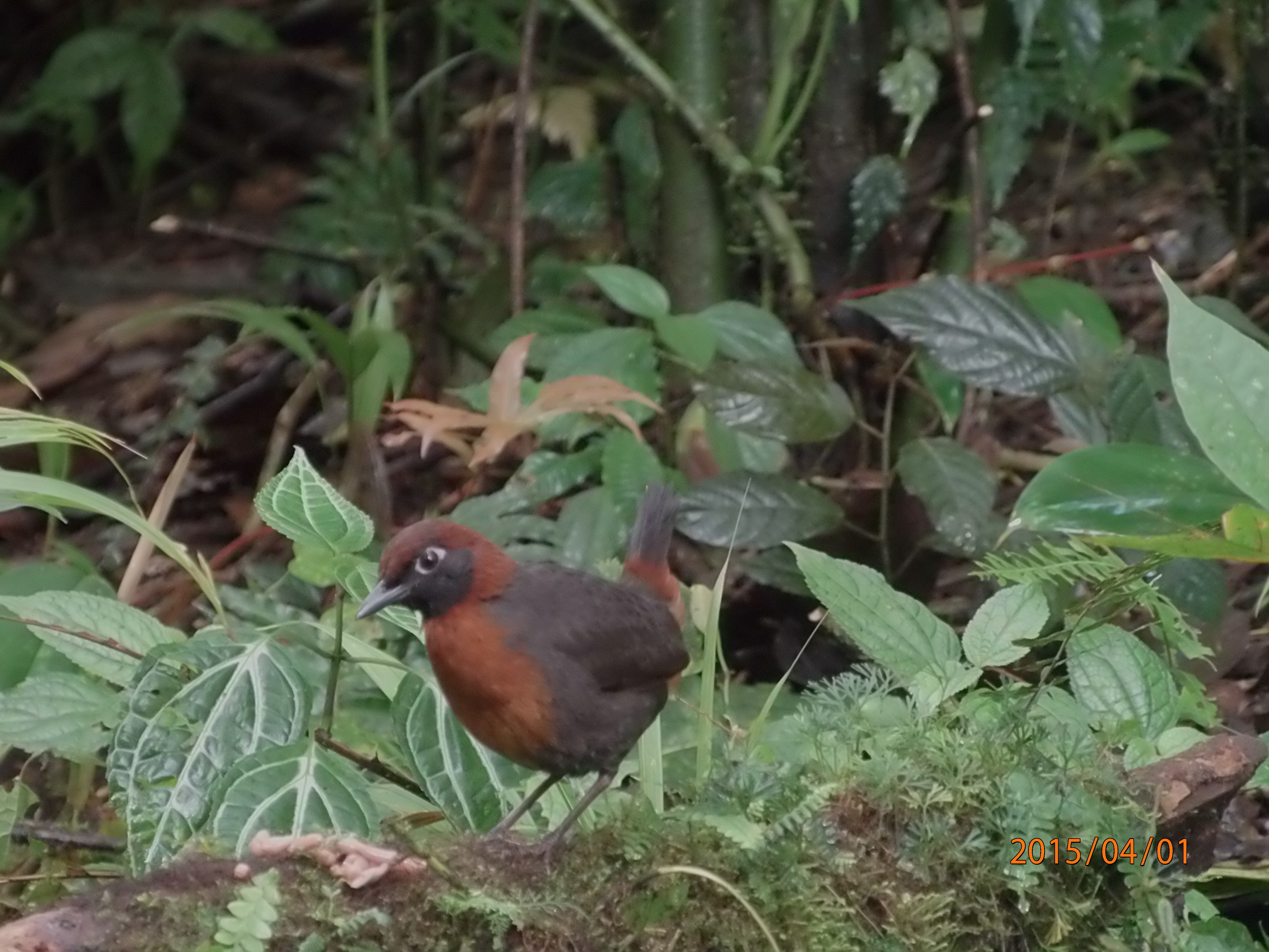 rufous breasted antthrush