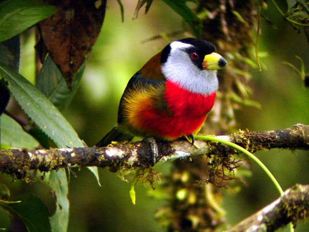 toucan barbet in ecuador