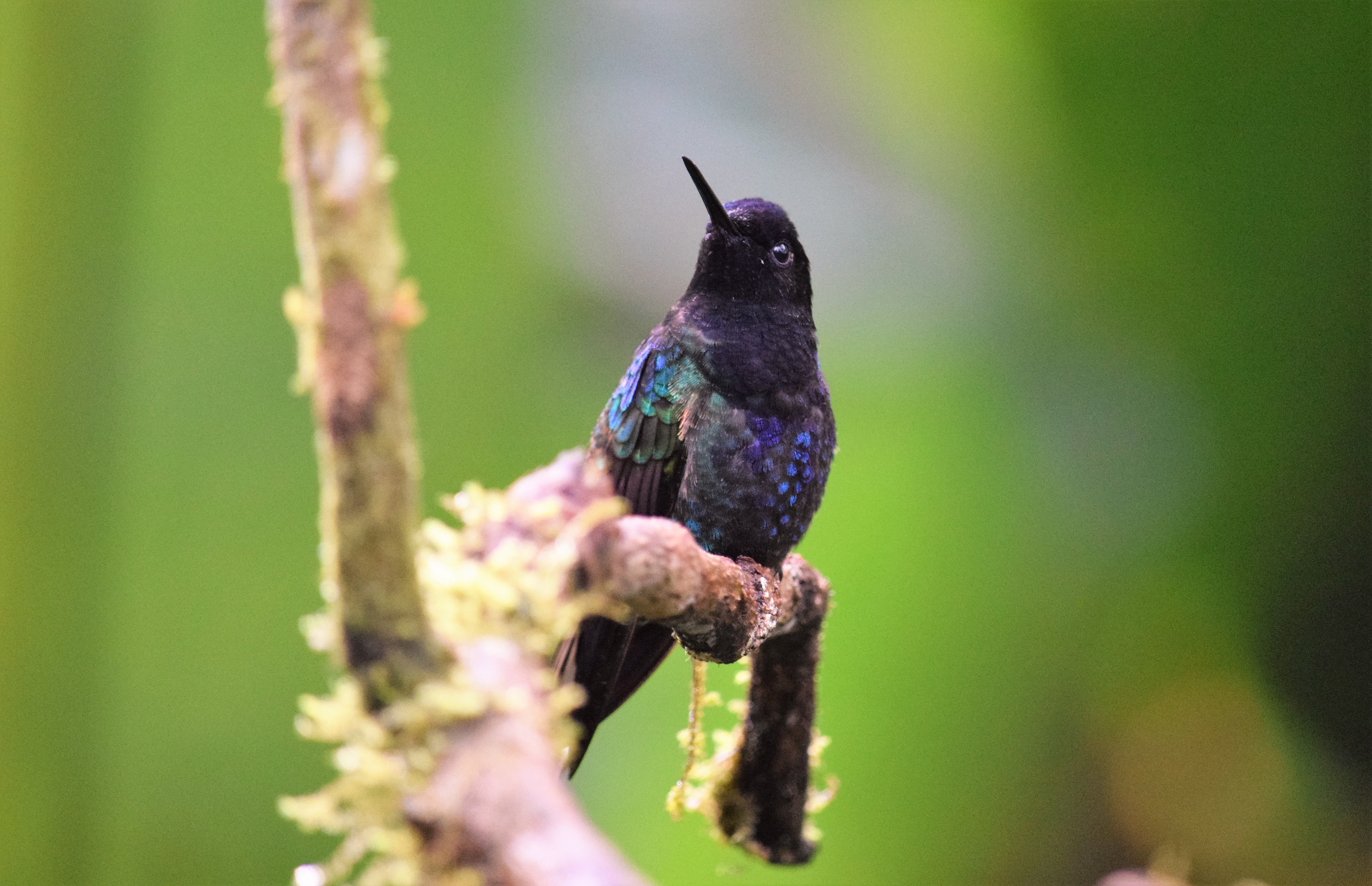 velvet purple coronet in ecuador ecuador birding tour
