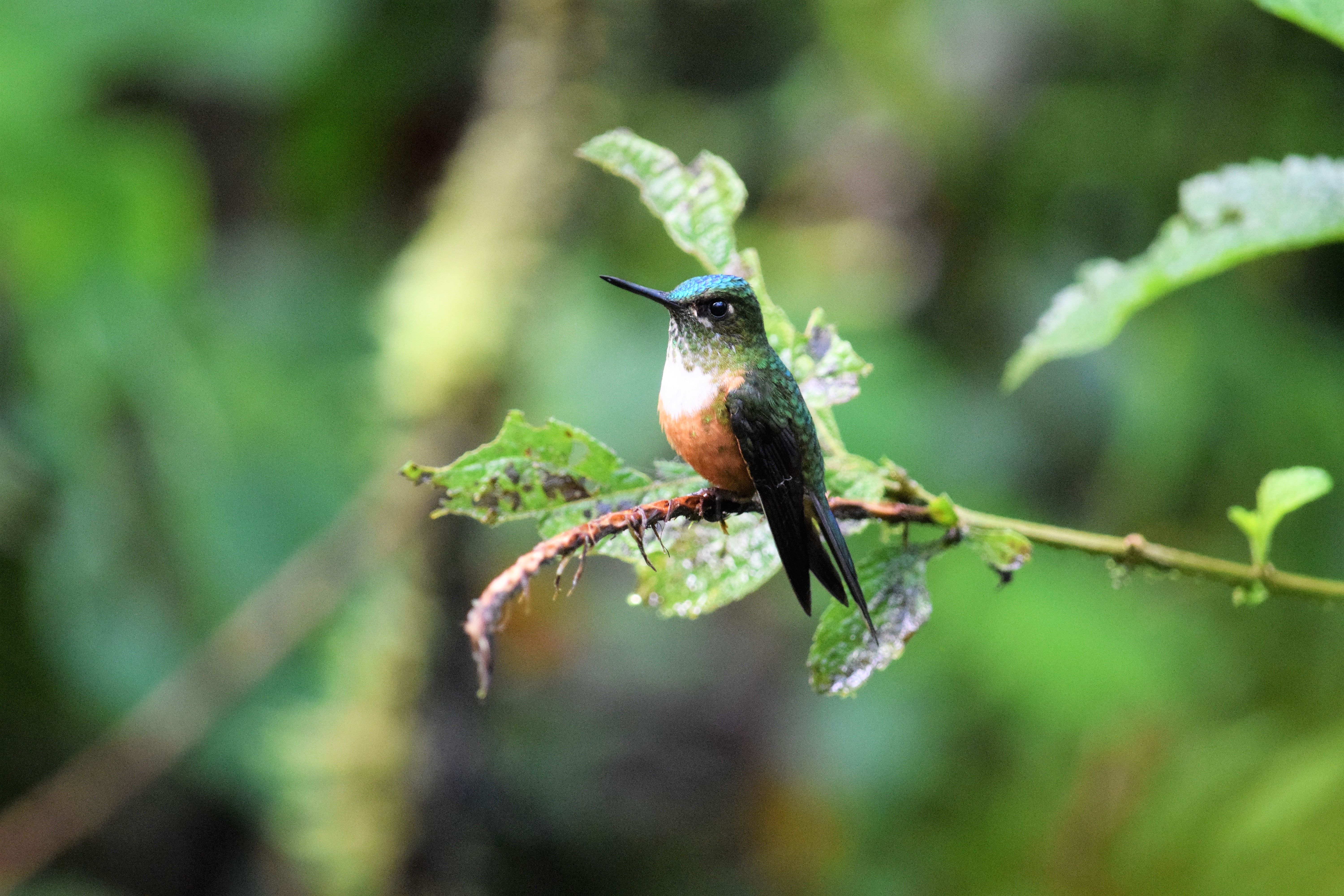 violet tailed sylph in ecuador