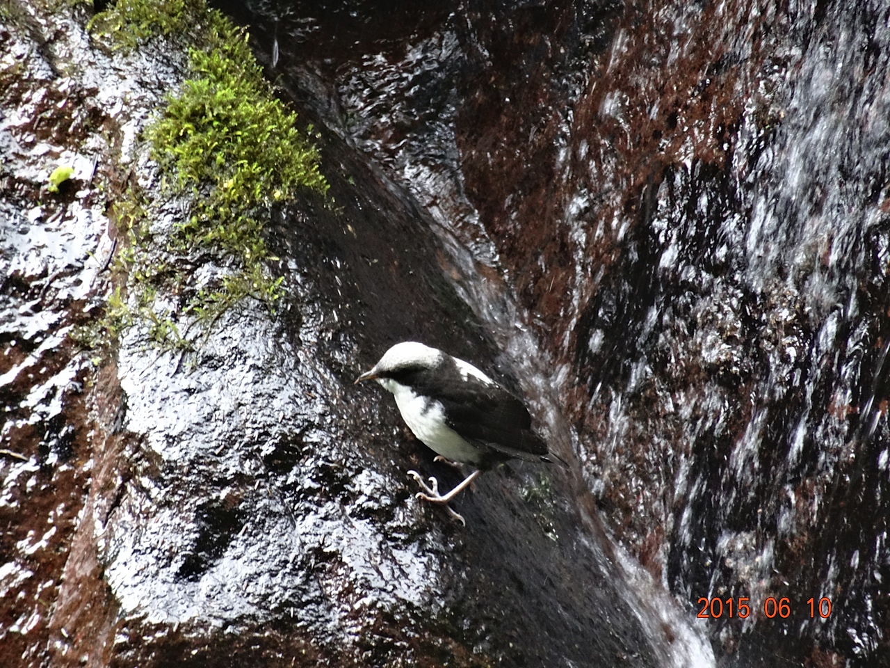 ecuador birding tour