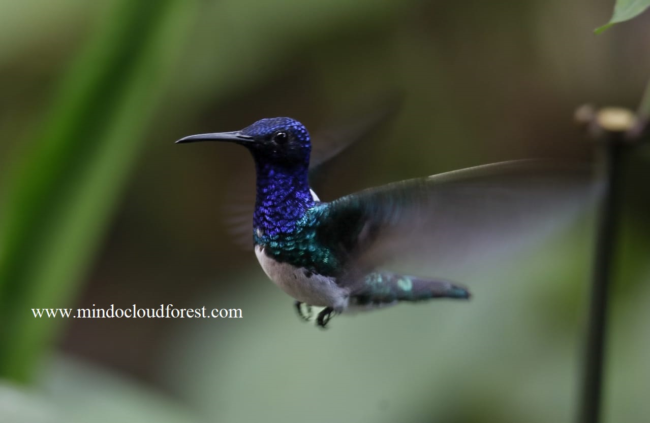 ecuador birding tour white necked jacobin in ecuador