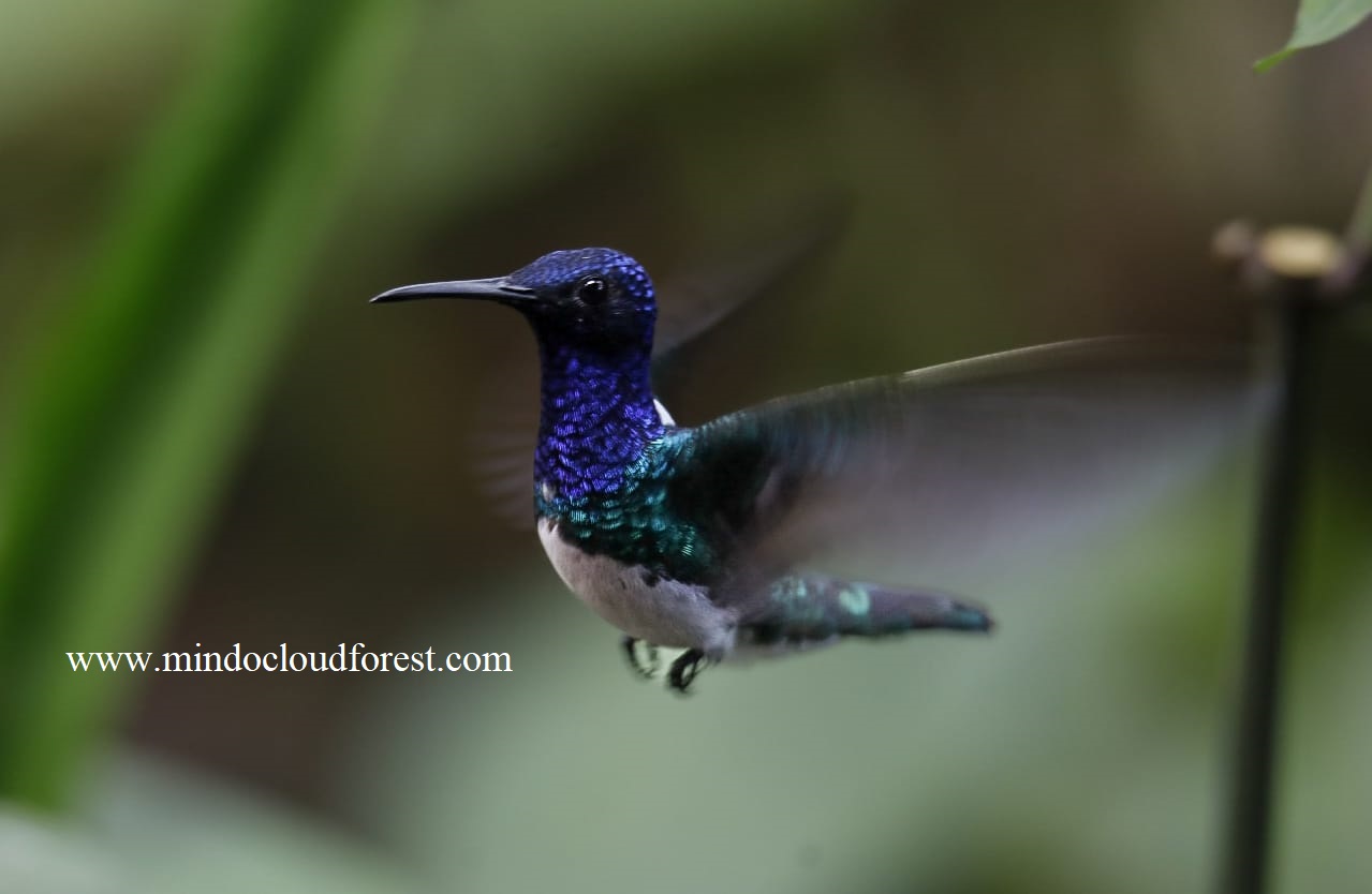 white necked jacobin in ecuador