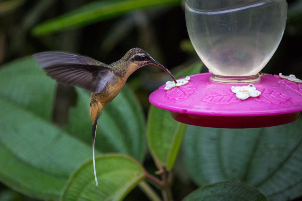ecuador birding tour white whiskered hermit in ecuador