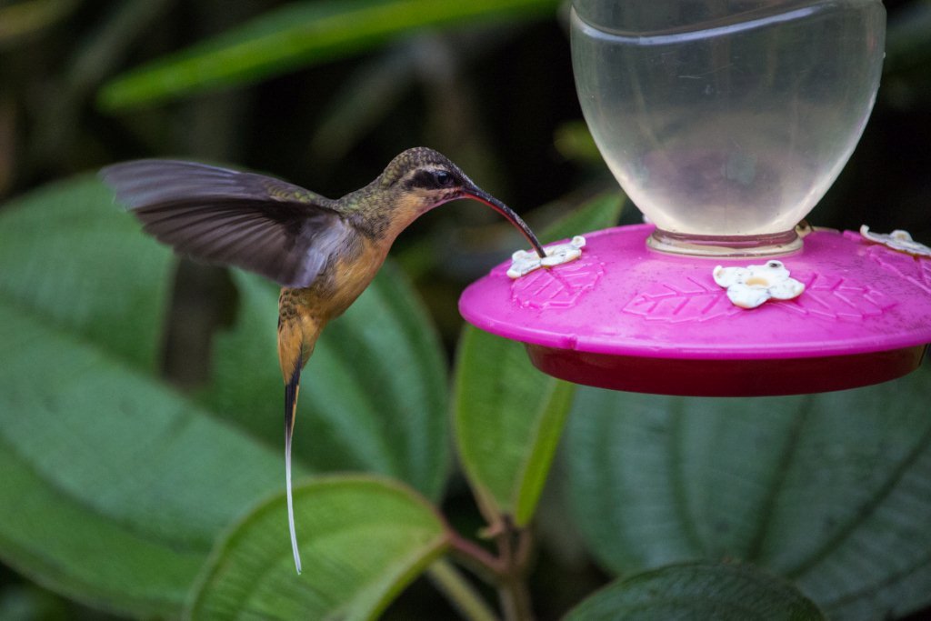 white whiskered hermit in ecuador